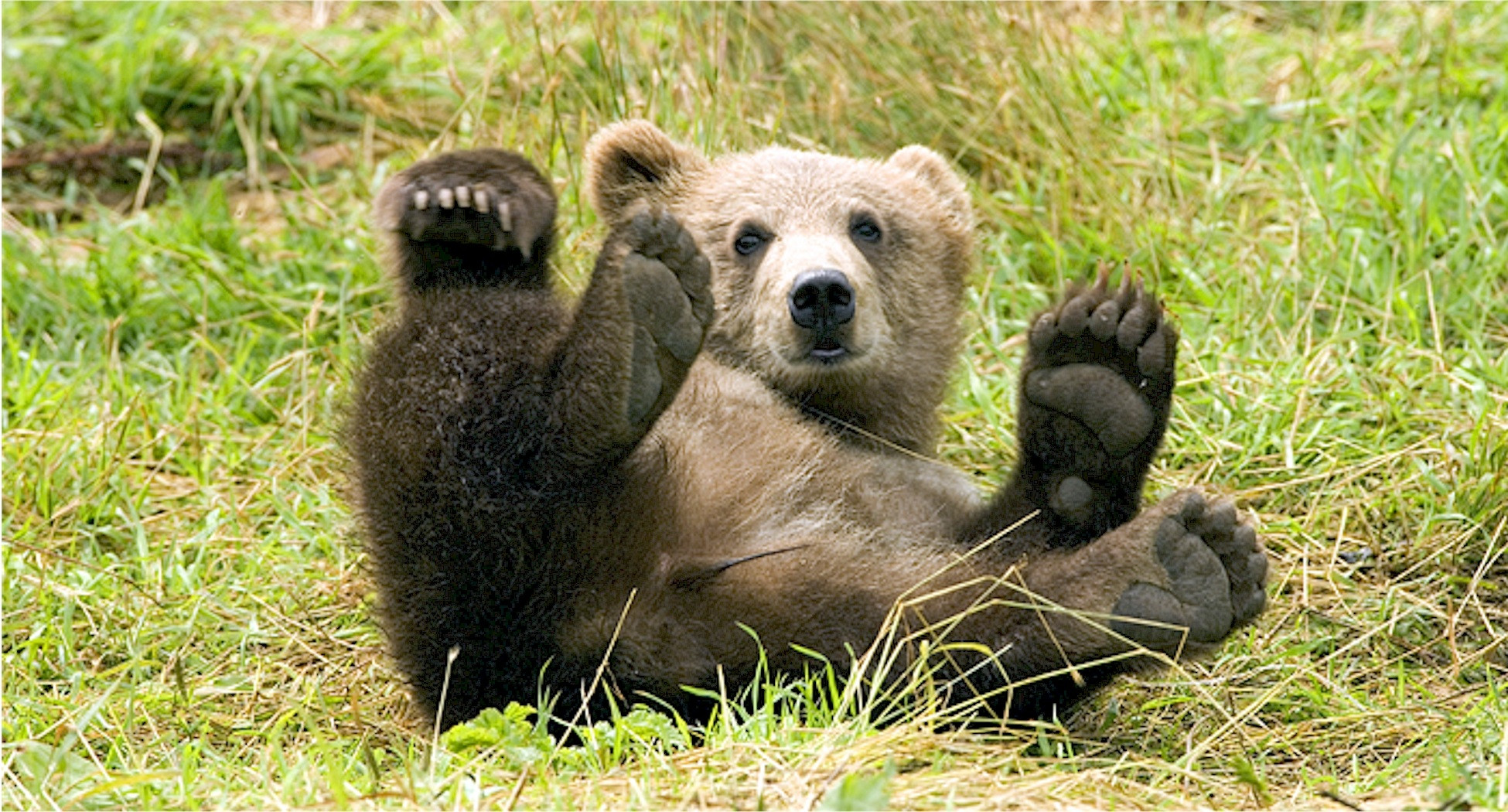 В Мурманской области составили рейтинг районов по популяции медведей