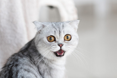 Не только реакция на холод: Ветеринар раскрыла, почему кошки дрожат всем телом — все может быть серьезно