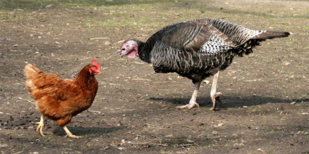 Курица или индейка: врач однозначно ответила на вопрос, какое мясо полезнее — выигрывает по нескольким показателям