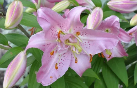 Лилии удивят обильным цветением: в апреле обязательно проведите 3 простые процедуры — важно сделать уже сейчас