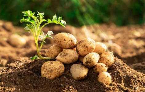 Ключевое удобрение для получения хорошего урожая картофеля: вот что кладите в лунки — совет садовода со стажем