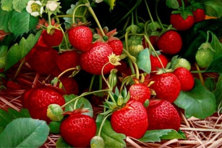 Кусты клубники каждую весну поливаю этой жидкостью: Огромные ягоды не успеваю собирать — раздаю соседям по даче