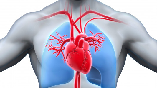 Сердце начнёт работать без перебоев: с этими напитками проблемы с органом останутся в прошлом — природные источники магния и калия