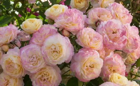 Подготовьтесь к пышному цветению роз: опрысните их этим средством весной — огородница со стажем делает так больше 10 лет