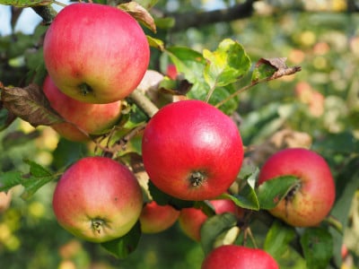 Не беда, если яблоня засохла: выройте ямки вокруг ствола и насыпьте в них это средство — дерево оживет буквально на глазах
