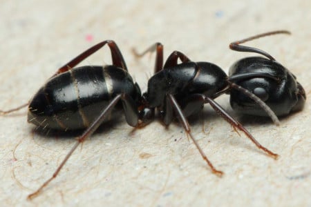Муравьи погибнут целой колонией: Просто положите у муравейника куски фарша — совет садовода со стажем Русских