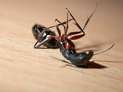 Гибель для муравьев: Садовод со стажем посыпает муравейник этим — насекомых больше не увидите